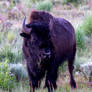 Munching Bison In Yellowstone