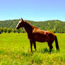 Horse Behind Fence and Mountains In the Background