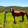 Horse Behind Fence and Mountains In Background 3