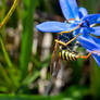 Wasp Sipping On Blue Nectar, 2020 Spring