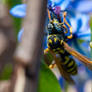 Wasp Clinging To Plants, 2020 Spring
