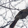Female Cardinal Looking for Twigs In the Tree