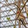 Female Cardinal Perched On Tree Branch