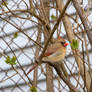 Female Cardinal Perched On Tree Branch 3