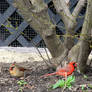 The Cardinal Couple By the Tree Trunk 6