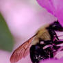 Big Bumble Bee, Flower Dipping 3