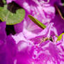 Little Honey Bee, Peeking from the Petals