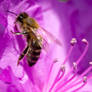 Little Honey Bee Leaving the Flower Center