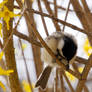 Chickadee In the Forsythia,Puffed Out Looking Down