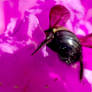 Big Bumble Bee Butt, Body Dipping Into Nectar