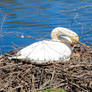 Mama Swan Nesting On Eggs and Preening 2