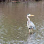 Blue Heron, Standing Forward and Looking Right 2