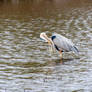 Blue Heron, Preening Belly Feathers 3