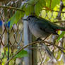 Between the Fence and Branches, Birdie Profile