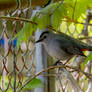 Between the Fence and Branches, Birdie Profile 2