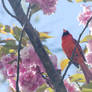 Male Cardinal In the Pink Blossoms 3