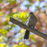 Resting On the Tree Branch, Birdie Staring Upward