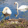 Swan Mama On Edge of Nest, Preening/Daddy Gliding2