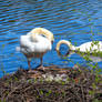 Swan Mama On Edge of Nest, Preening/Daddy Gliding6