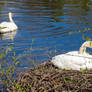 Swan Mama Sitting On Nest, Daddy Gliding By