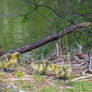 Canadian Geese, Little New Borns Wandering