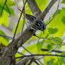 Black and White Warbler On Tree Branch Leaf Greens