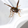 Wasp Sitting and Cleaning On Plastic Flower Pot