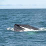 Whale Mouth Gobbling Krill 3