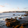 Beach Morning Light and Seaweed Piles 9