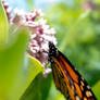 Butterfly Sipping from Delicate Buds