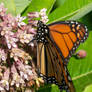 Butterfly Tongue and Bud Ball Nectar 10