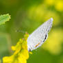 Tiny Wings Closed, Topping the Flower World