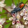 Red Backed Wasp, Nibbling Bud Nectar 8