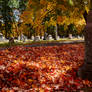 Burning Color In the Cemetery 13