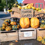 Monstah Gourds/Fanken Pumpkins, Local Farm Stand