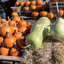 Pumpkins and Oddities At the Local Farm Stand 2