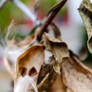 Autumn Seed Pods 3