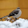 Sitting In A Snow Bush 3