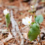 The Floor of the Woods, Spring