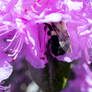 Hanging By the Stamens, Bee and Pink Blossoms