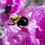 Gliding Take Off From the Pink Blossoms, Bee