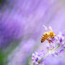 Experimental Summer Blur, Bee Digging Into Buds 3