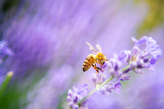 Experimental Summer Blur, Bee Digging Into Buds 3