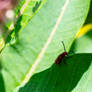 Clinging To the Leaf, Milkweed Beetle