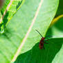 Clinging To the Leaf, Milkweed Beetle 2