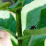 Living On the Edge, Milkweed Beetle 4