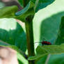 Living On the Edge, Milkweed Beetle 5