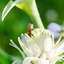 Bee Butt In the Air, Digging In the Petals