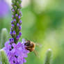 Licking Nectar from Purple Flowers, Bee