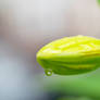 A Water Droplet Hanging from Flower Bud 2